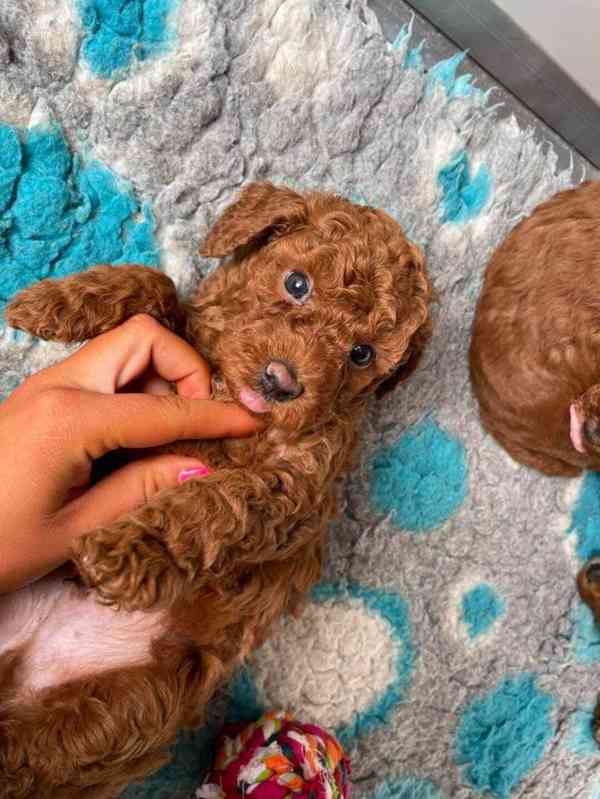 Kvalitní štěňata toy pudla k adopci zdarma!!! - foto 1