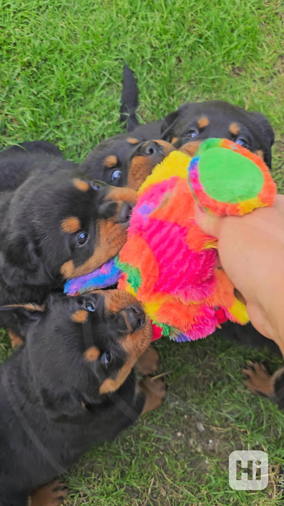 Štěňata rotvajler s PP - Rottweiler - štěně RTW - foto 1