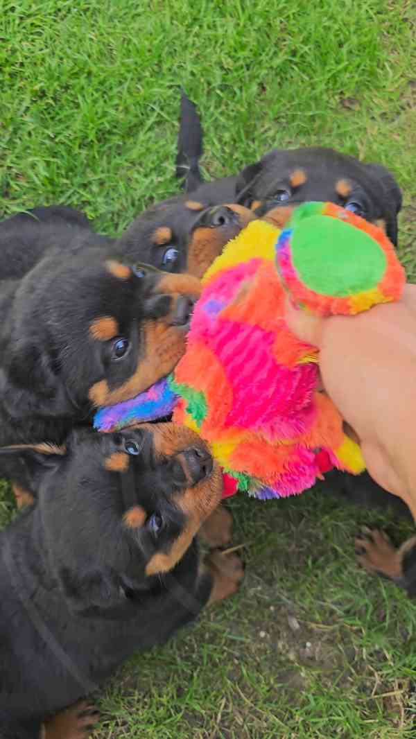 Štěňata rotvajler s PP - Rottweiler - štěně RTW - foto 1