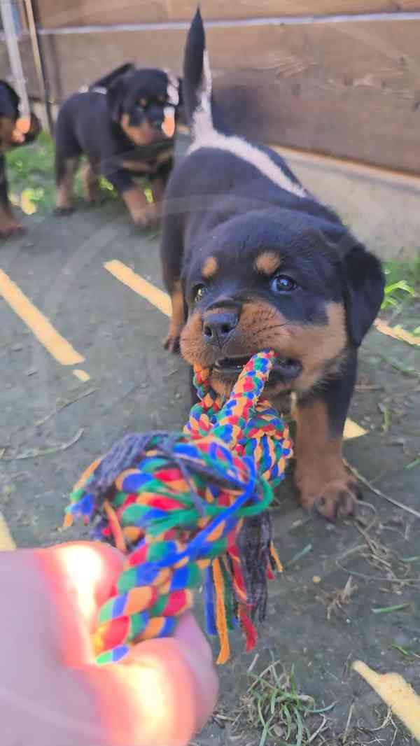 Štěňata rotvajler s PP - Rottweiler - štěně RTW - foto 3