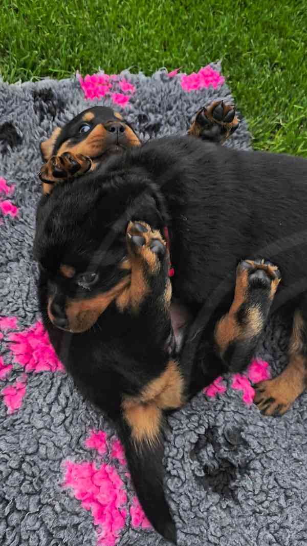 Štěňata rotvajler s PP - Rottweiler - štěně RTW - foto 10