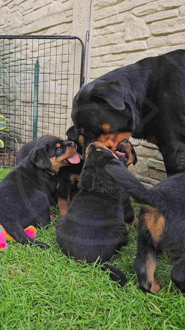 Štěňata rotvajler s PP - Rottweiler - štěně RTW - foto 2