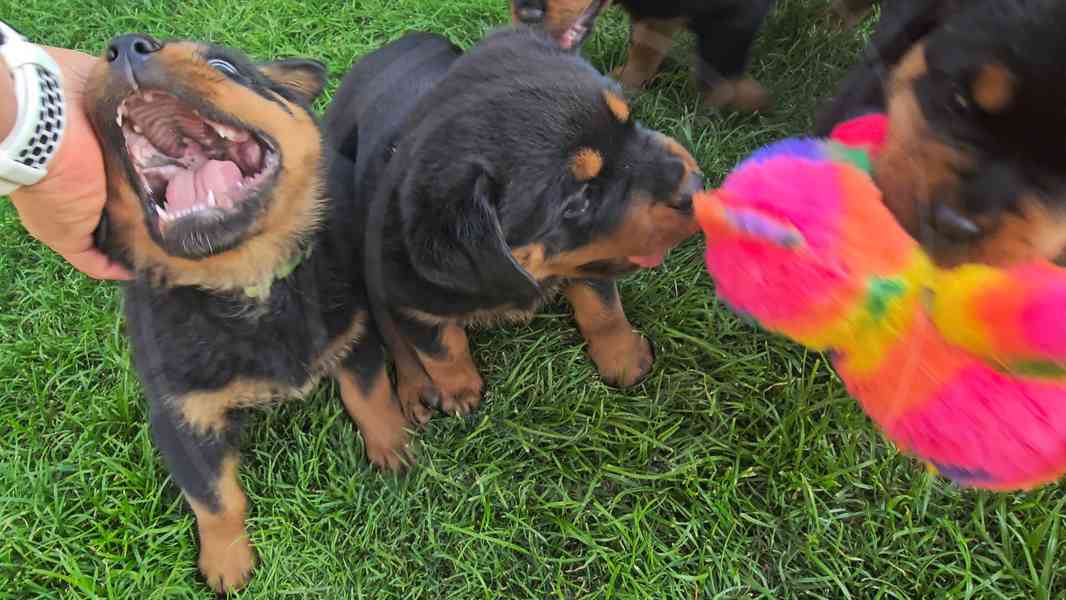 Štěňata rotvajler s PP - Rottweiler - štěně RTW - foto 12