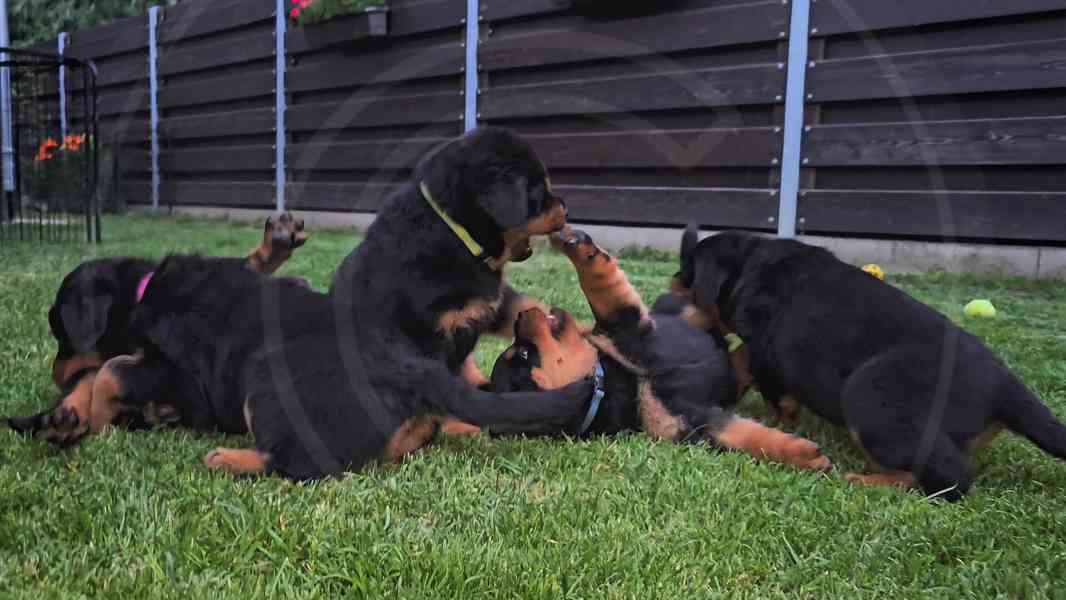 Štěňata rotvajler s PP - Rottweiler - štěně RTW - foto 5