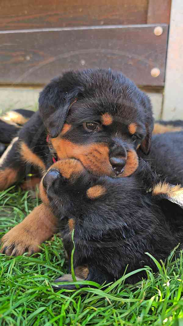 Štěňata rotvajler s PP - Rottweiler - štěně RTW - foto 13