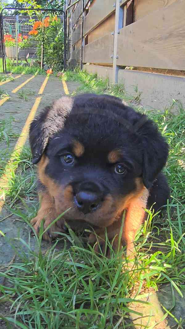 Štěňata rotvajler s PP - Rottweiler - štěně RTW - foto 14