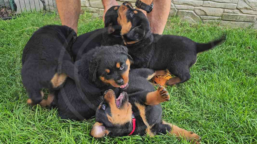 Štěňata rotvajler s PP - Rottweiler - štěně RTW - foto 9
