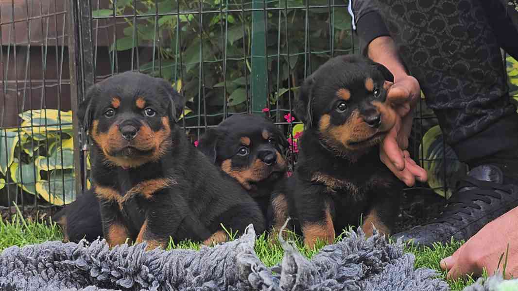 Štěňata rotvajler s PP - Rottweiler - štěně RTW - foto 4