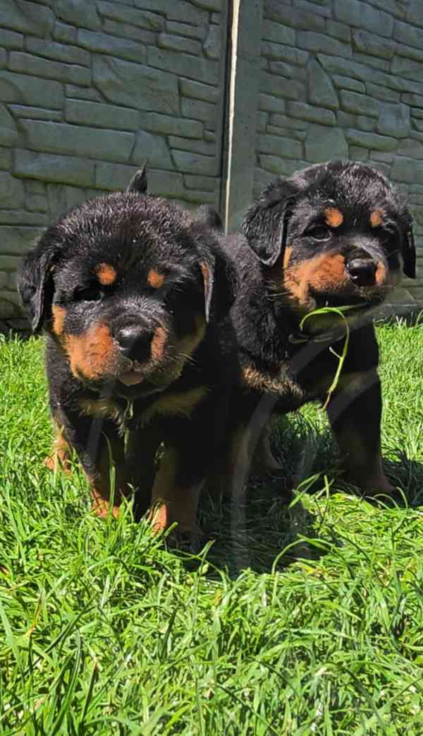 Štěňata rotvajler s PP - Rottweiler - štěně RTW - foto 11