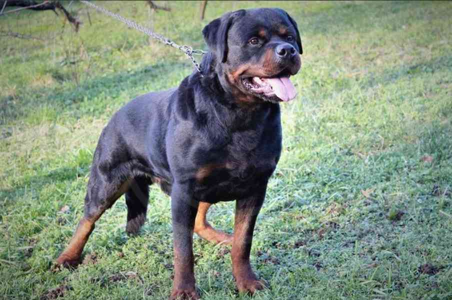 Štěňata rotvajler s PP - Rottweiler - štěně RTW - foto 7