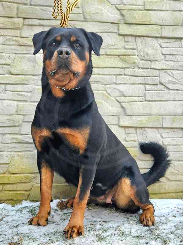 Štěňata rotvajler s PP - Rottweiler - štěně RTW - foto 8