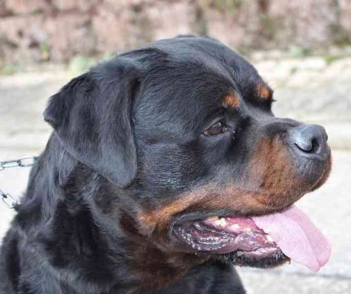 Štěňata rotvajler s PP - Rottweiler - štěně RTW - foto 6