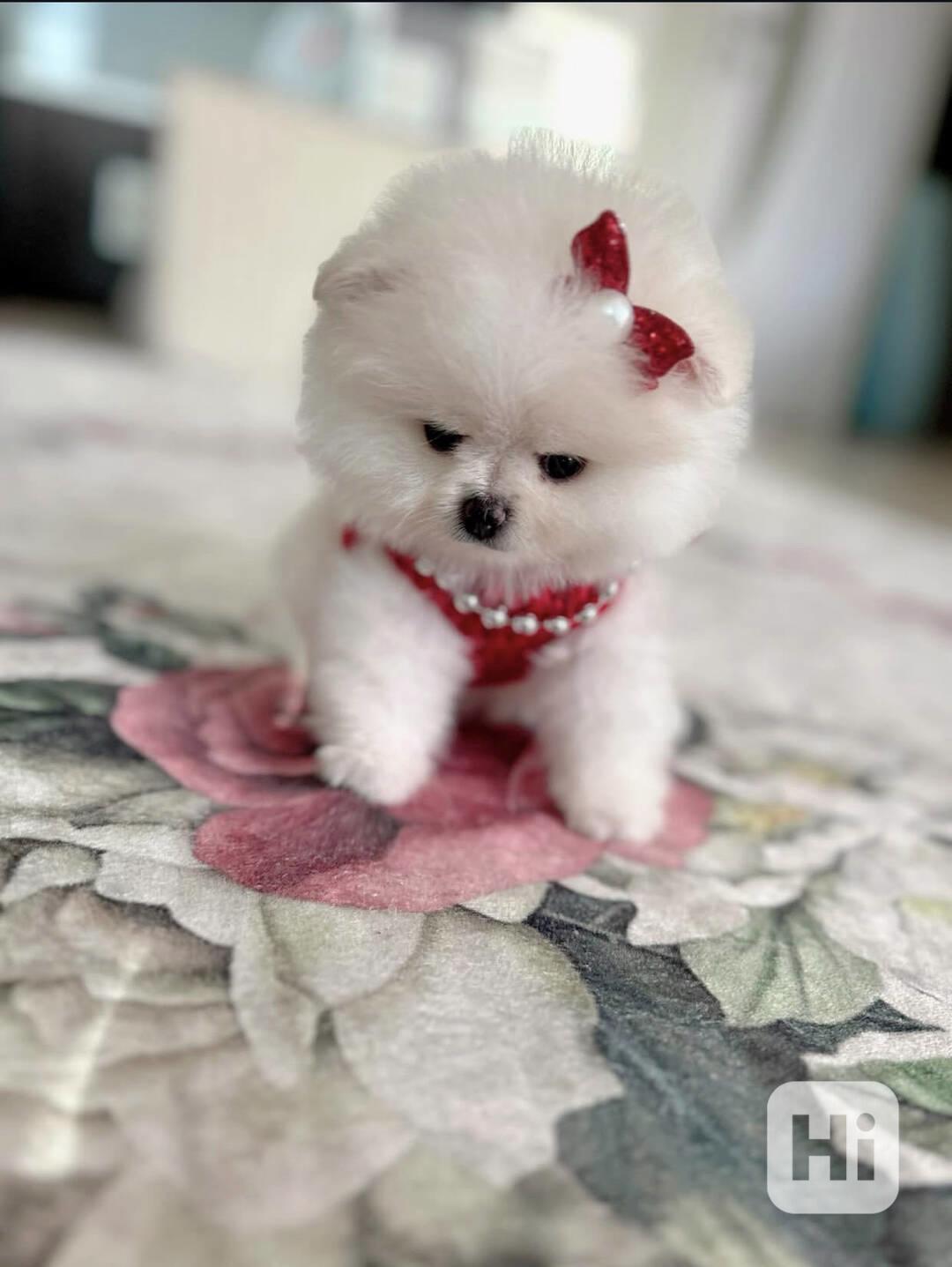 Krásná štěňata pomeraniana, pejsci a feny, k dispozici. - foto 1