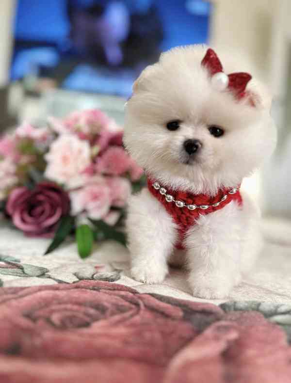 Krásná štěňata pomeraniana, pejsci a feny, k dispozici. - foto 2