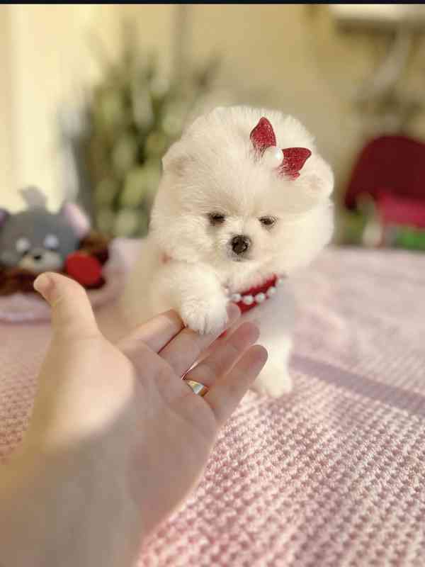 Krásná štěňata pomeraniana, pejsci a feny, k dispozici. - foto 3
