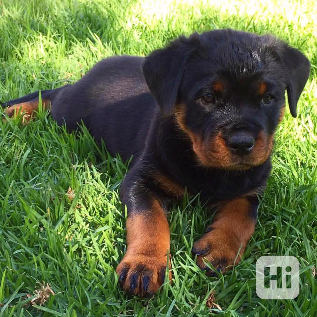 Štěňata rotvajlera k adopci. - foto 1