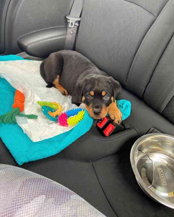 Štěňata rotvajlera k adopci. - foto 3