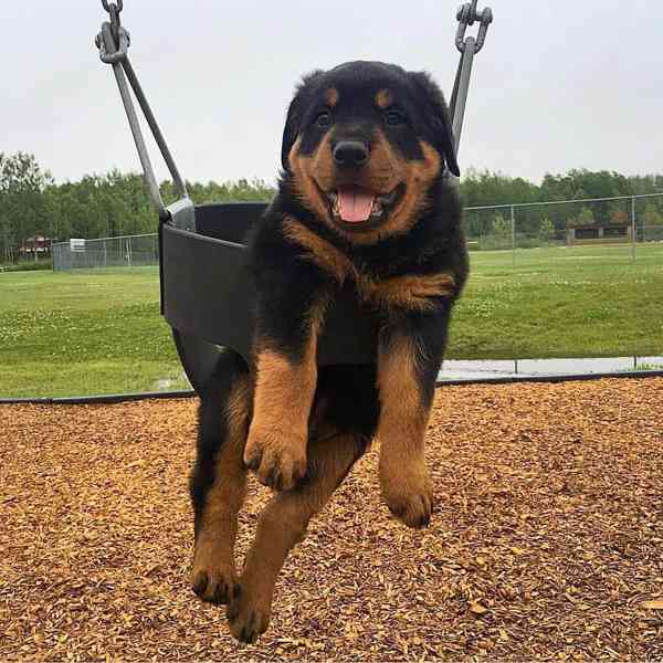 Štěňata rotvajlera k adopci. - foto 2