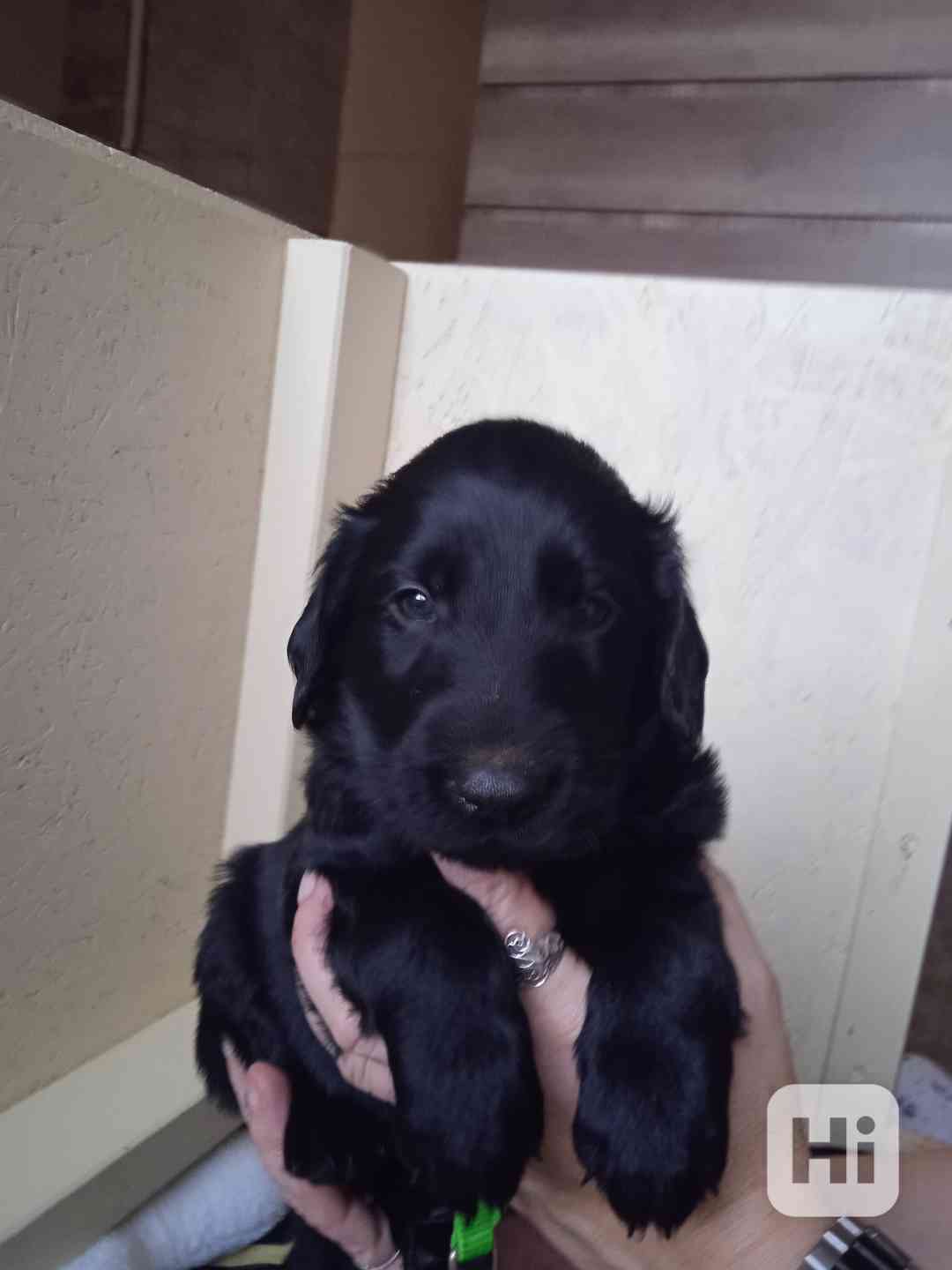 Štěňata Flat Coated Retriever s PP  - foto 1