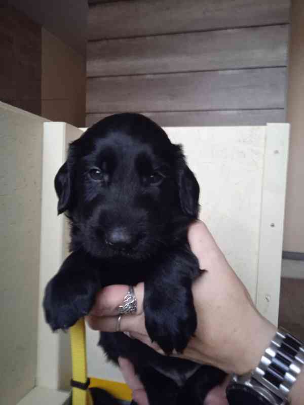 Štěňata Flat Coated Retriever s PP  - foto 3