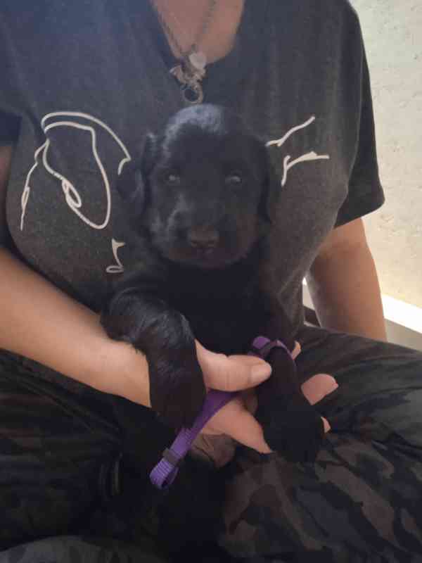 Štěňata Flat Coated Retriever s PP  - foto 5