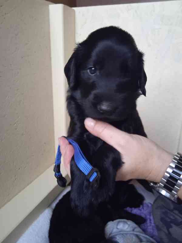 Štěňata Flat Coated Retriever s PP  - foto 2