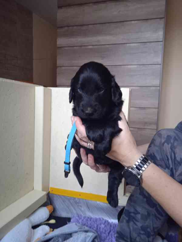 Štěňata Flat Coated Retriever s PP  - foto 4