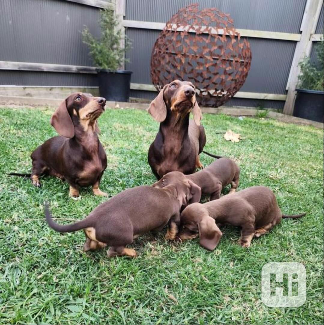 Roztomilá štěňátka hladkosrstého jezevčíka - foto 1