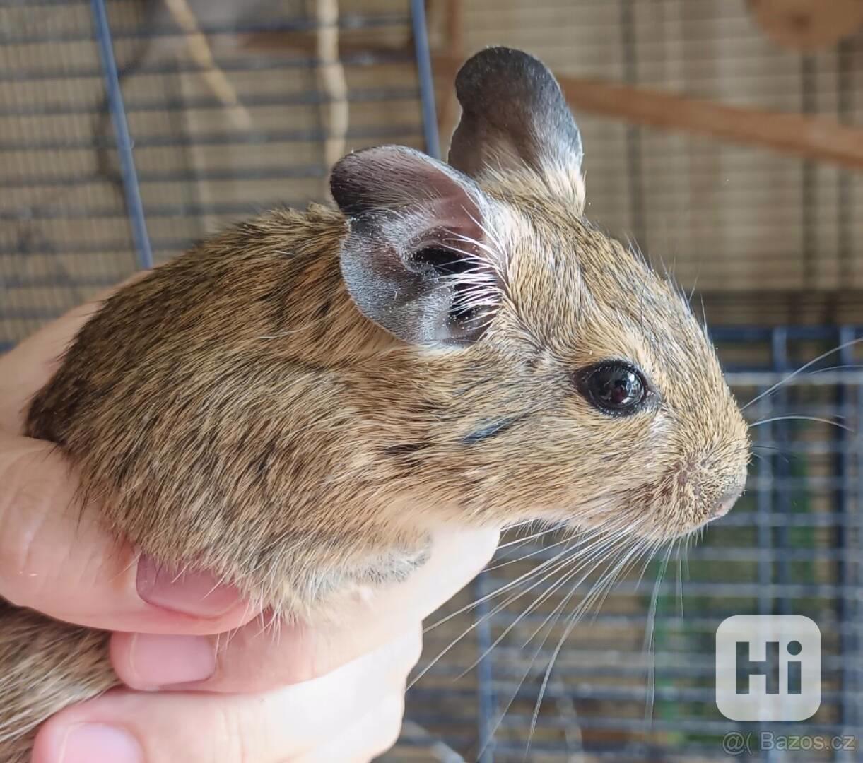 Osmak degu - foto 1