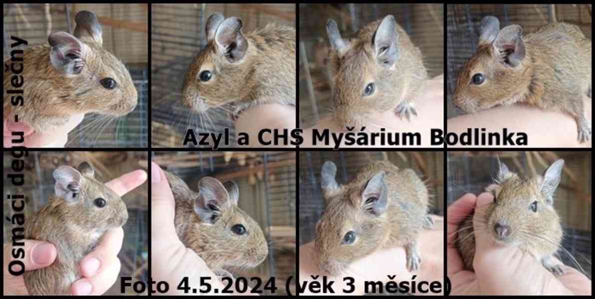 Osmak degu - foto 2