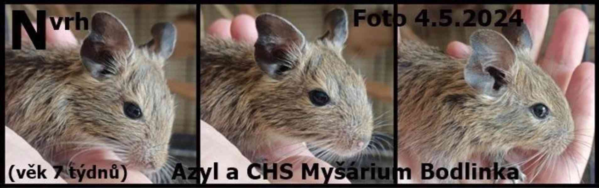 Osmak degu - foto 3