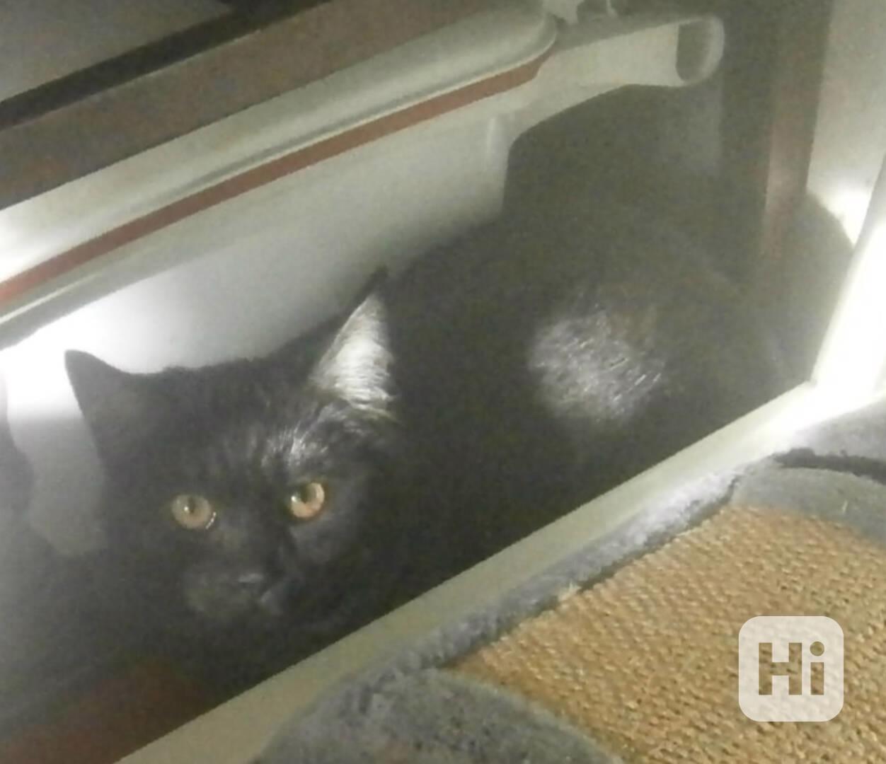 Černý až kouřový, 1roční Sam hledá domov.  - foto 1