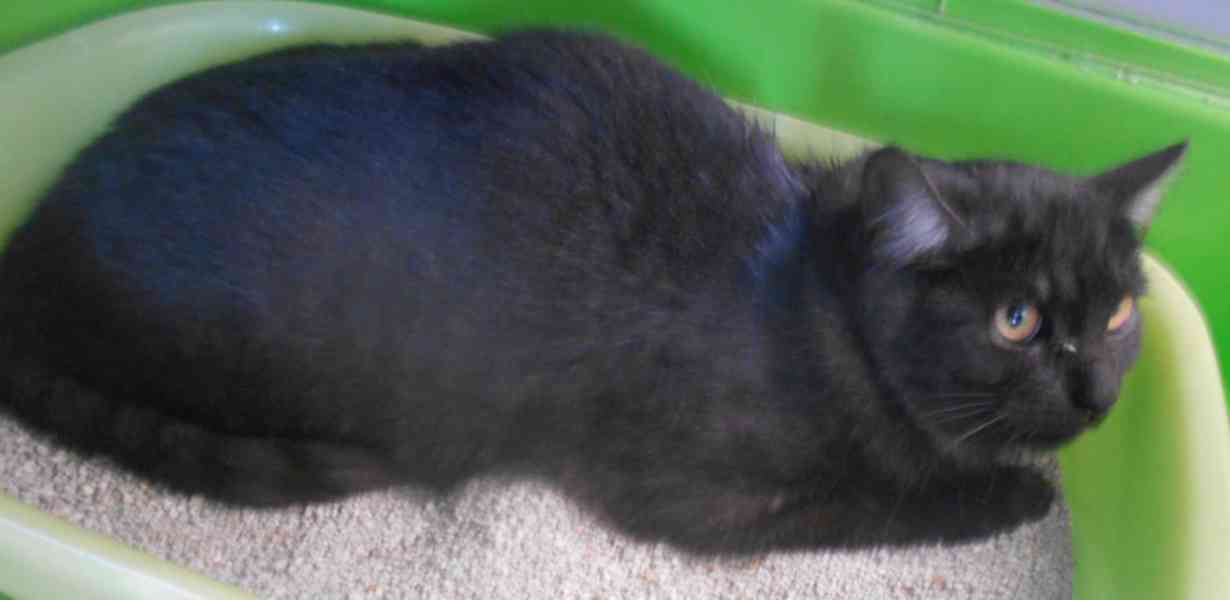 Černý až kouřový, 1roční Sam hledá domov.  - foto 7