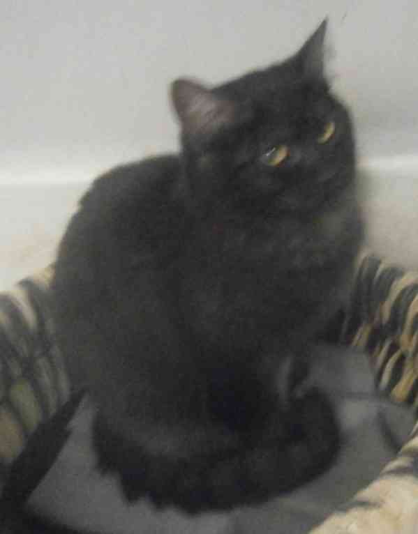 Černý až kouřový, 1roční Sam hledá domov.  - foto 6