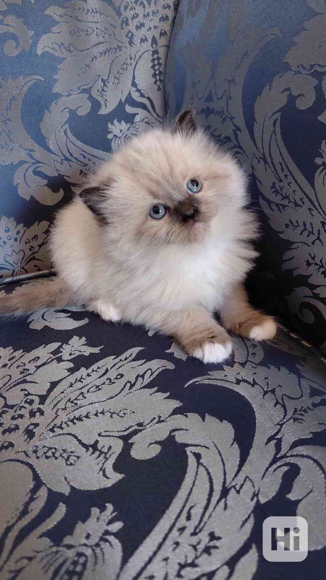 Ragdoll koťata - foto 1