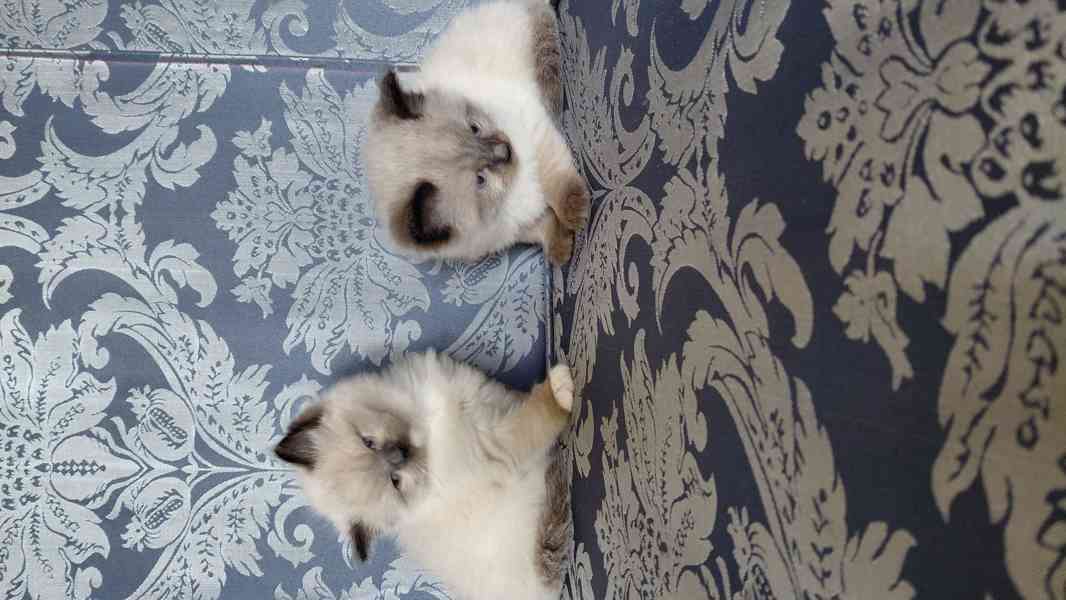 Ragdoll koťata - foto 8