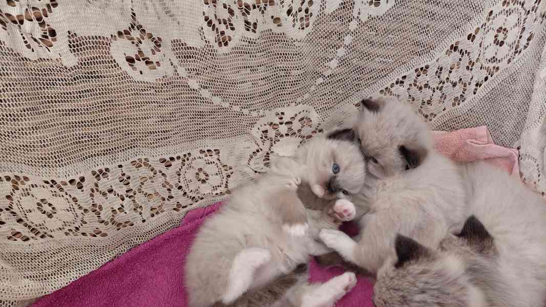 Ragdoll koťata - foto 3