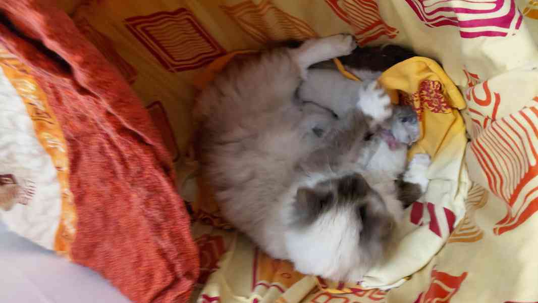 Ragdoll koťata - foto 6