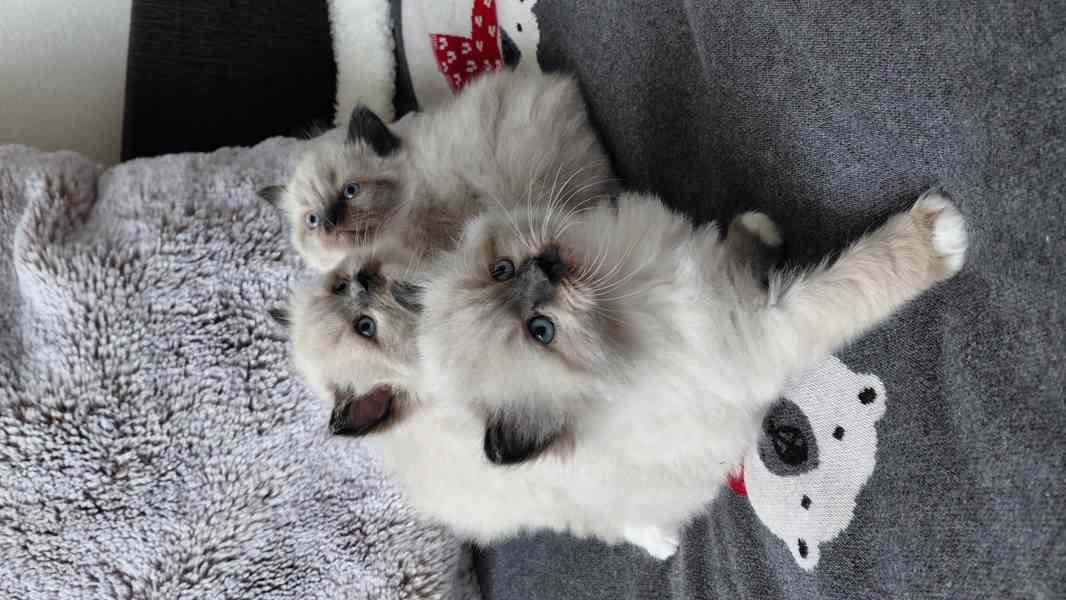 Ragdoll koťata - foto 4