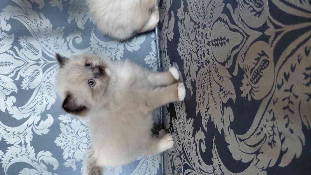 Ragdoll koťata - foto 2
