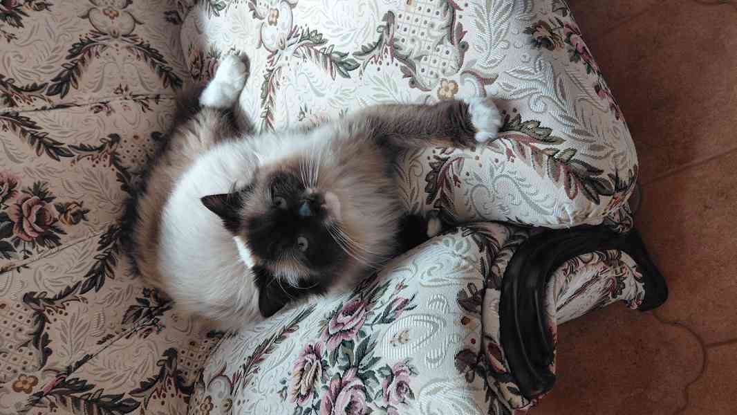 Ragdoll koťata - foto 7