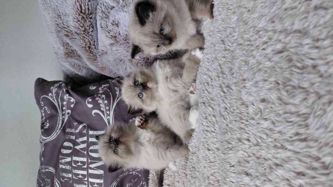 Ragdoll koťata - foto 5