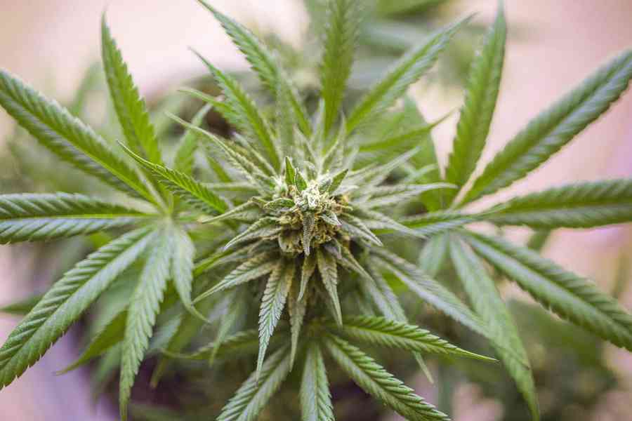 Whatapp +1 4233302391 buy weed online near me Oslo Norway - foto 4