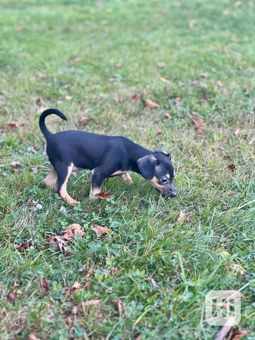 Trpasličí pinč - foto 1