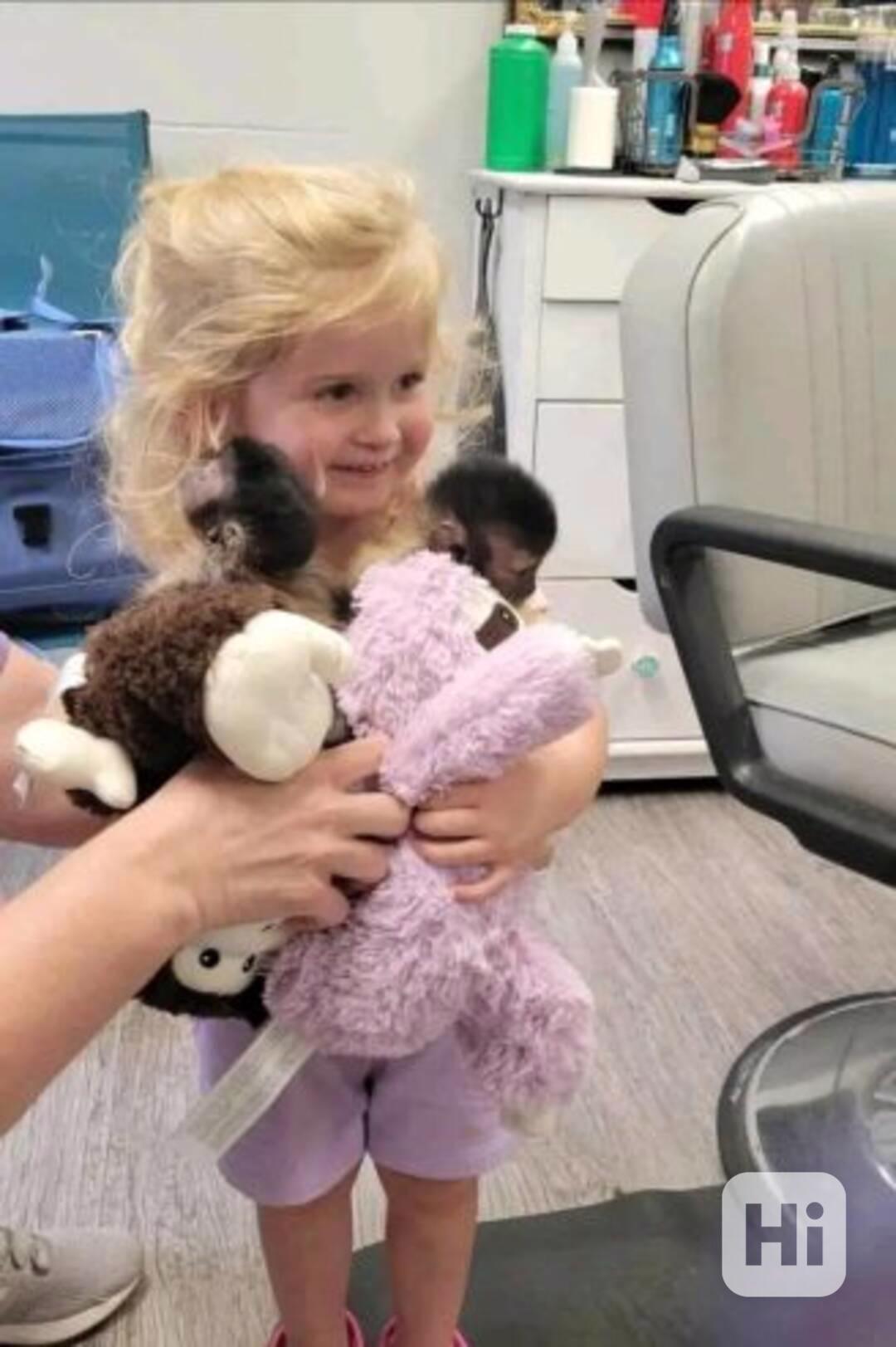 **Krásný chlapeček a holčička kapucínských opic k adopci na  - foto 1