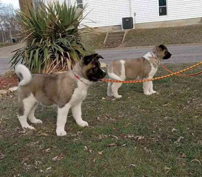 Roztomilá a rozkošná Akita