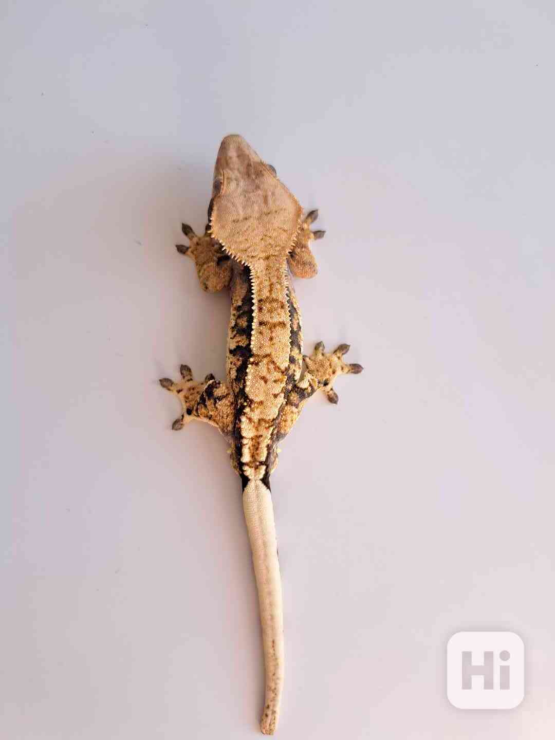 pagekon řasnatý - foto 1