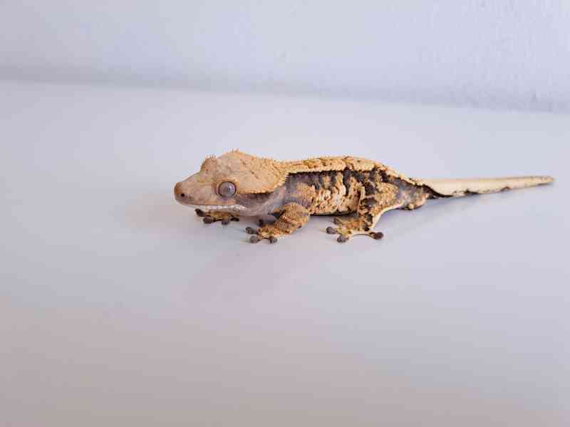 pagekon řasnatý - foto 2