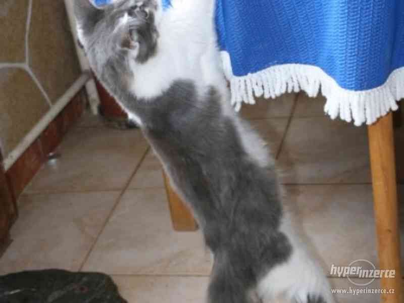Mainská mývalí kočka s PP -  na chov - foto 3
