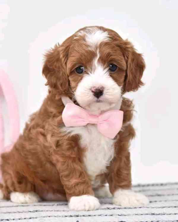 Cavapoo Pupspie k dispozici - foto 3